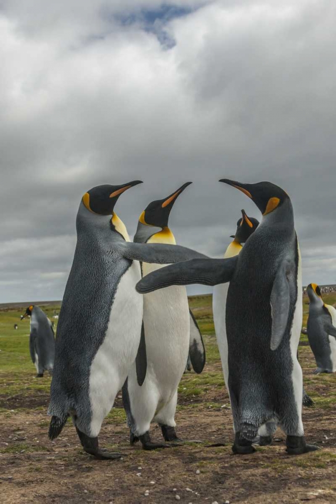 Falkland Islands, Volunteer Point King penguins